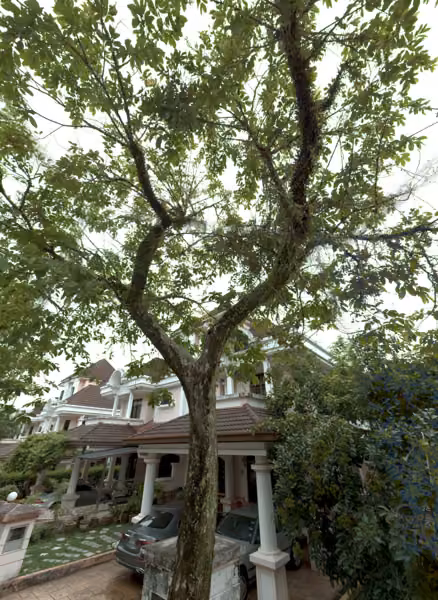 tree photo
