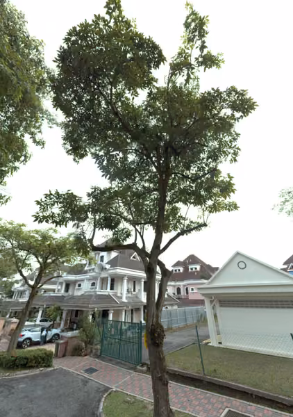 tree photo