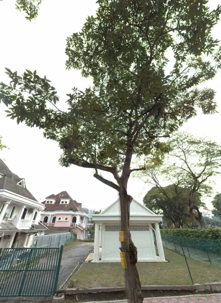 tree photo