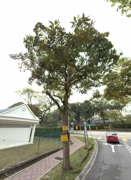 tree photo