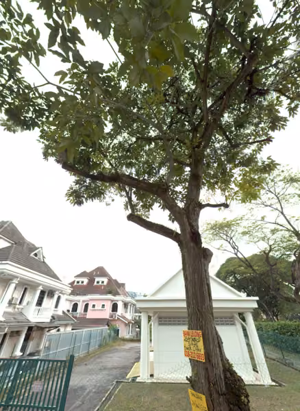 tree photo