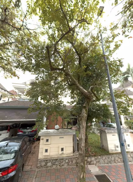 tree photo