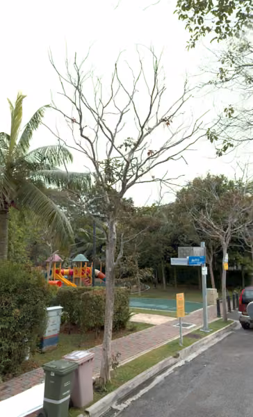 tree photo