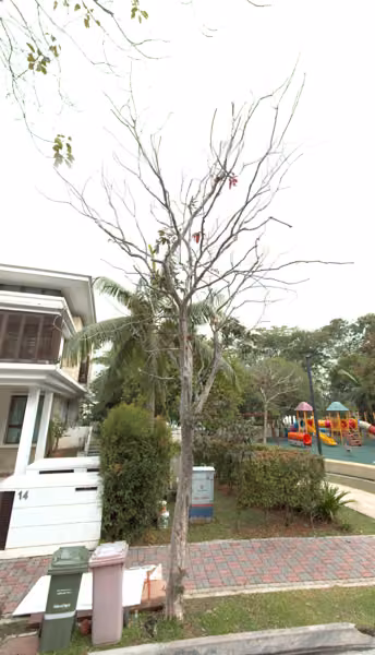 tree photo