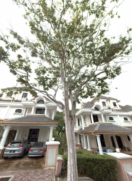 tree photo