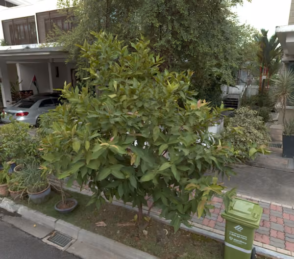 tree photo