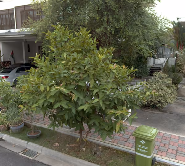 tree photo