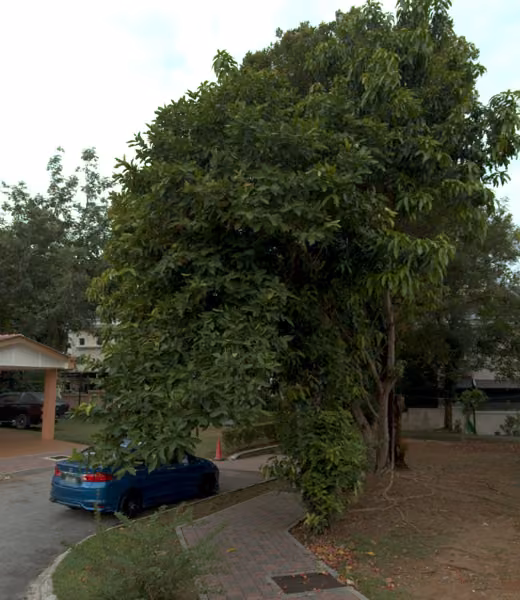 tree photo