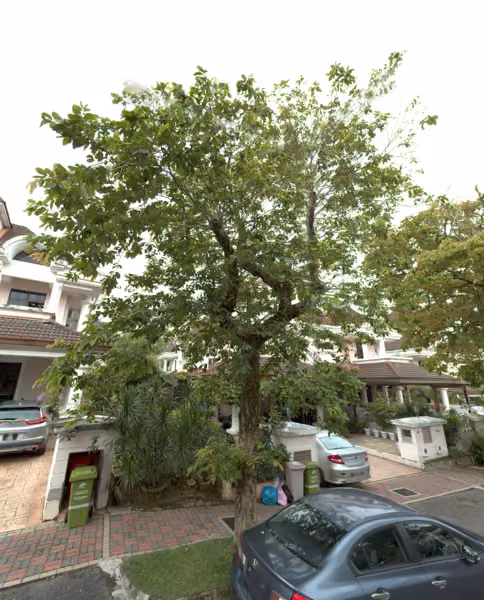 tree photo