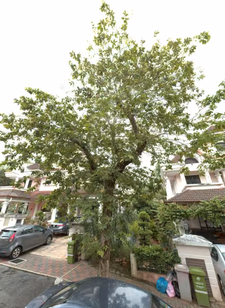tree photo