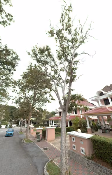 tree photo