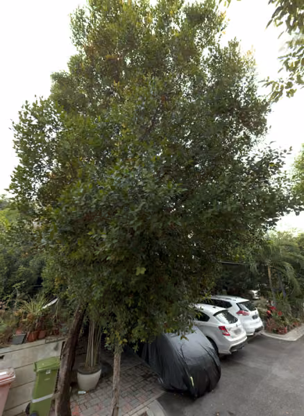 tree photo