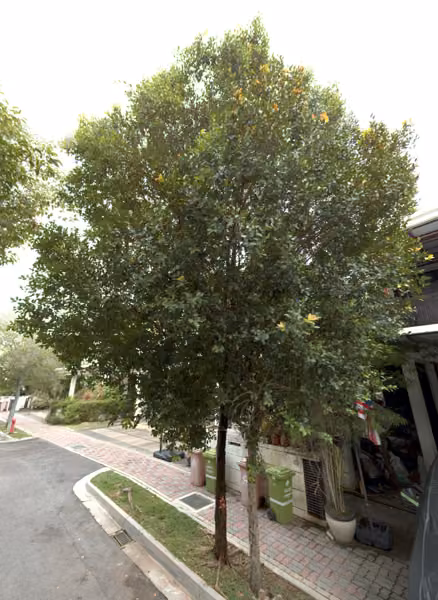 tree photo