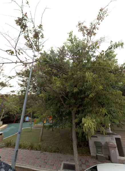 tree photo