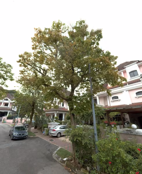 tree photo