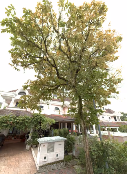 tree photo