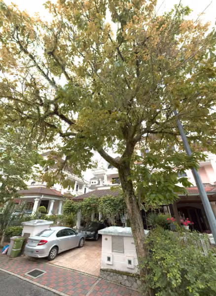 tree photo