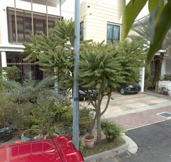 tree photo