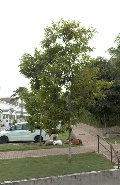 tree photo
