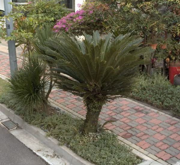 tree photo