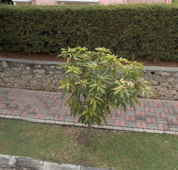 tree photo
