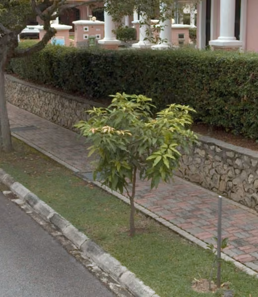 tree photo