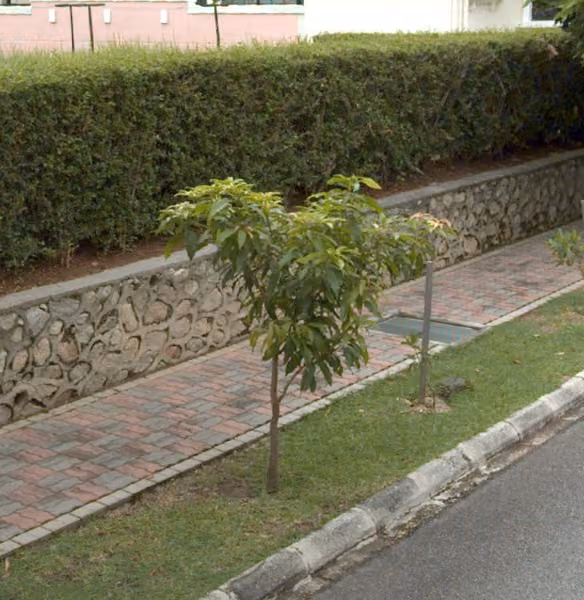 tree photo