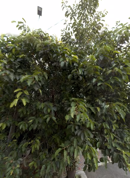 tree photo