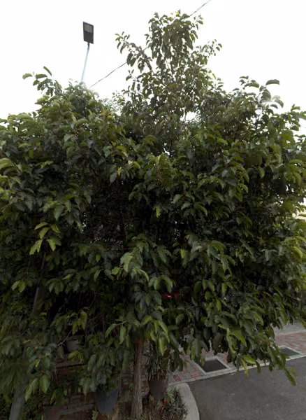 tree photo