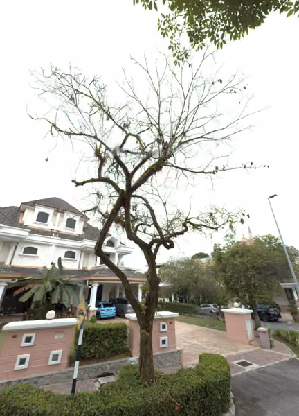 tree photo