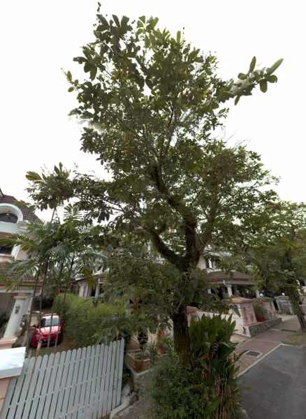 tree photo
