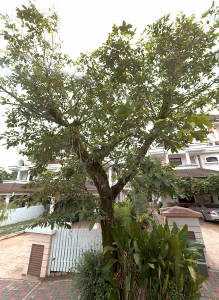 tree photo