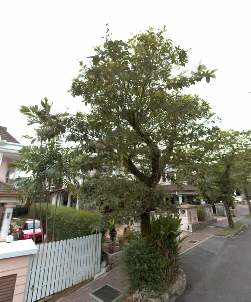 tree photo