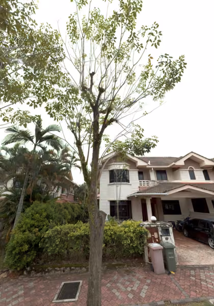 tree photo