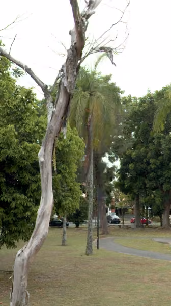 tree photo