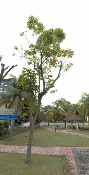 tree photo