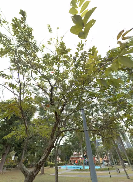 tree photo