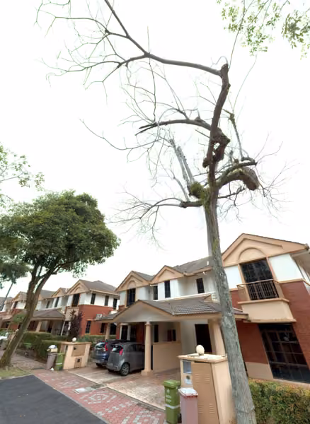tree photo