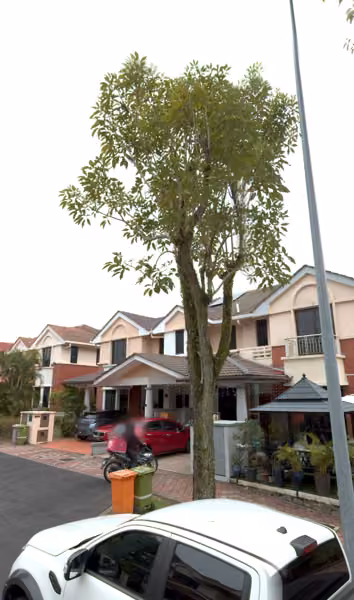 tree photo
