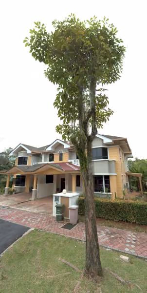 tree photo