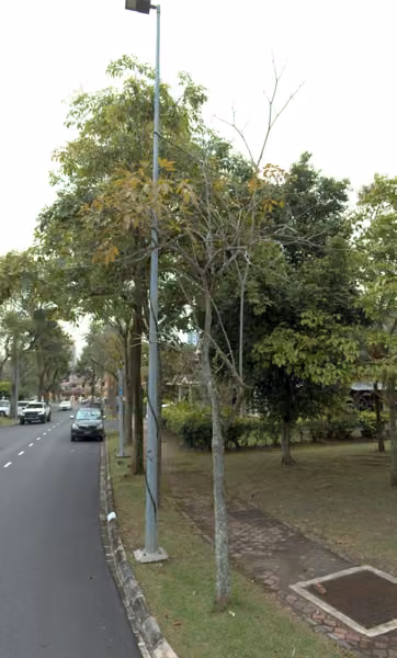 tree photo