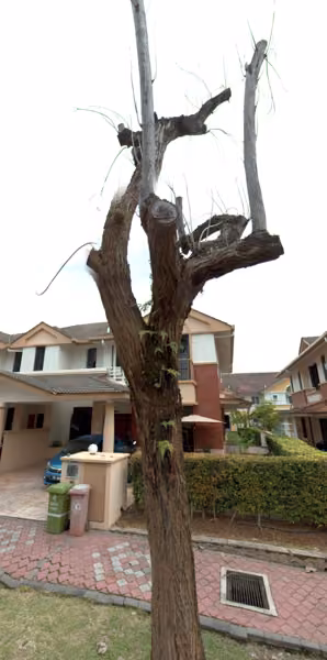 tree photo