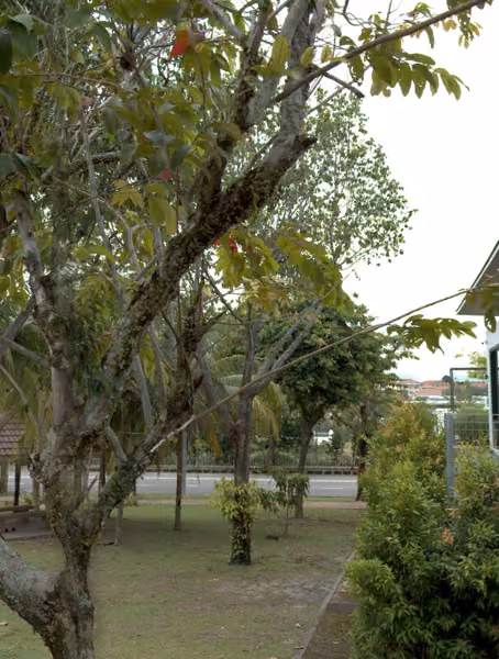 tree photo
