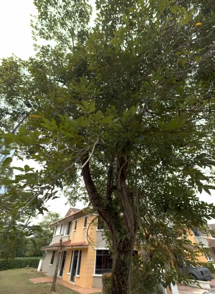 tree photo