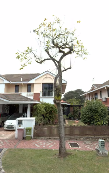 tree photo