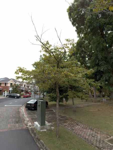 tree photo