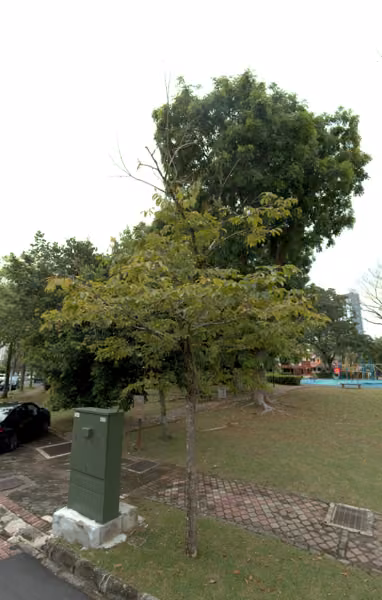tree photo