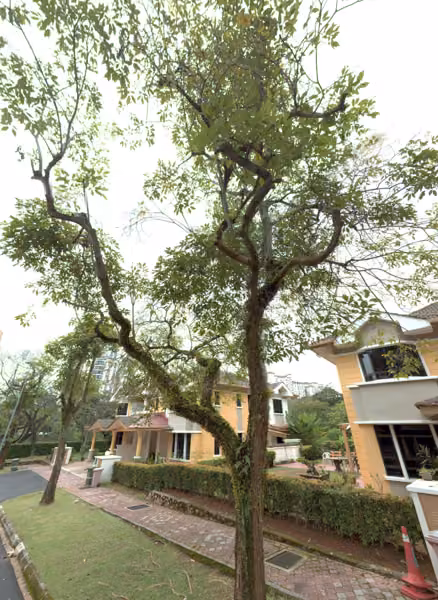 tree photo