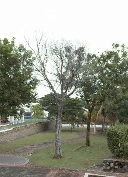 tree photo