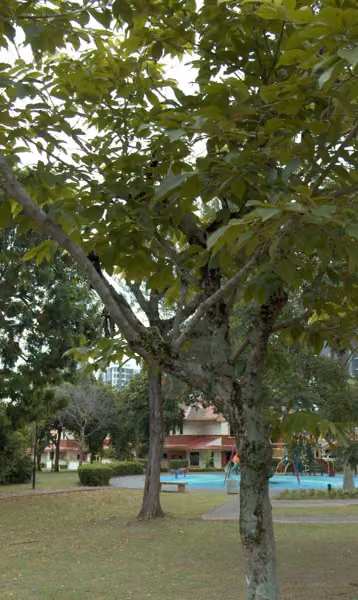 tree photo